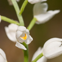 Cephalanthera longifolia (L.) Fritsch. Therapeutic fragrant orchid 