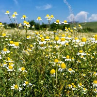 Roman Chamomile essential oil is one of the oldest and most widely used medicinal plant in the world. perfume ingredients essential oils
