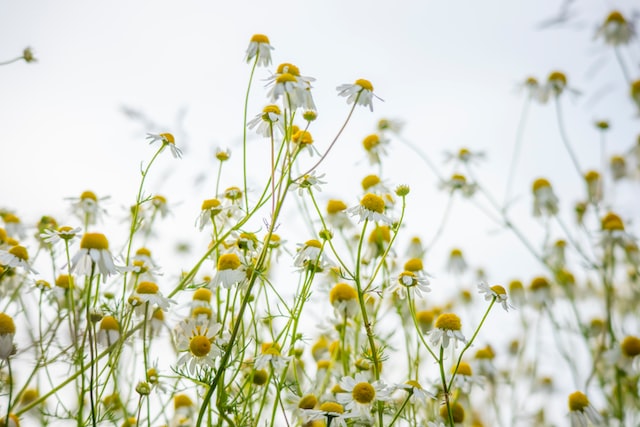 Chamomile is also used in traditional medicine 