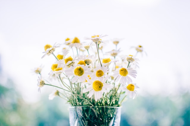 chamomile is considered safe and well-tolerated