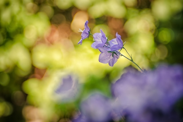 Chinese bellflower, do produce a faint, sweet scent that is often described as floral or citrusy