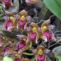 Therapeutic fragrant orchid Bulbophyllum leopardinum Active compound - phenenthrine and bulbophyllanthrin.