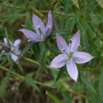 Swertia chirata is a flowering plant belonging to the family Gentianaceae perfume recipe by brihat samhita