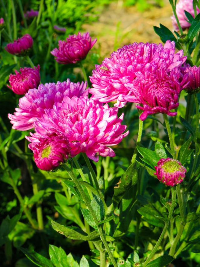 Refreshing Notes - Chrysanthemum Blossom Extract
