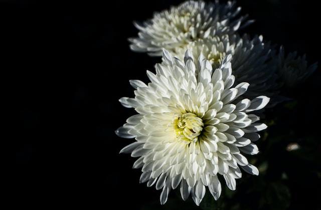 Chrysanthemums have a long history and are steeped in myths and cultural significance.