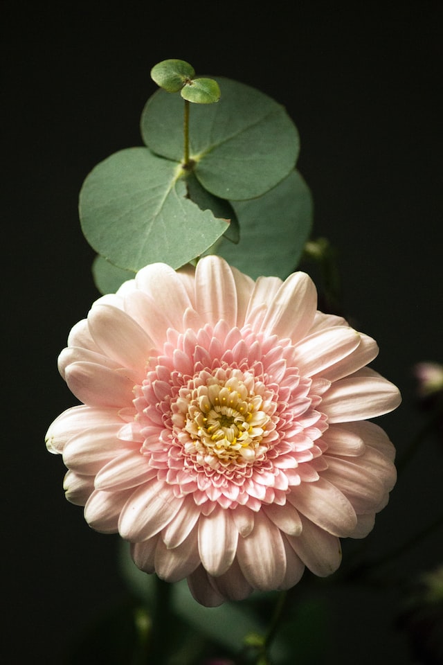 Chrysanthemum Blossom - Essential Perfume Ingredient
