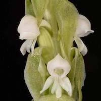  Therapeutic sentosa orchid with scents Satyrium nepalense var. ciliatum (Lindl.) Hook. f.