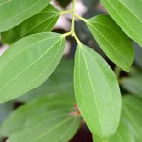 Cinnamon Leaf oil has a musky and spicy scent and a light-yellow colour that distinguishes it from the darker red-brown colour of Cinnamon Bark oil.