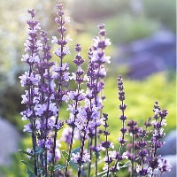 clary Sage oil has a clean and refreshing scent that can be used as a skin balm or even gently inhale as part of aromatherapy.