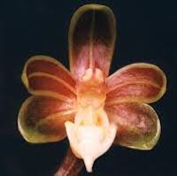 Therapeutic fragrant orchid  birmanicum (Schltr.) Garay 