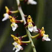 Therapeutic fragrant orchid Cleisostoma fuerstenbergianum Kraenzl Syn. Cleisostoma ﬂagelliforme (Rolfe ex Downie) Garay