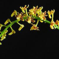 Therapeutic fragrant orchid Cleisostoma paniculatum (Ker-Gawl) Garay