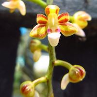 Therapeutic fragrant orchid Cleisostoma tenuifolium (L.) Garay