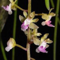Therapeutic fragrant orchid Cleisostoma williamsonii (Reichb. f.) Garay Syn. Cleisostoma hongkongense (Rolfe) Garay