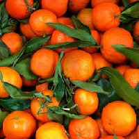 Clementine oil is cold pressed from the peel of the fruit. a wonderful perfume ingredients essential oils