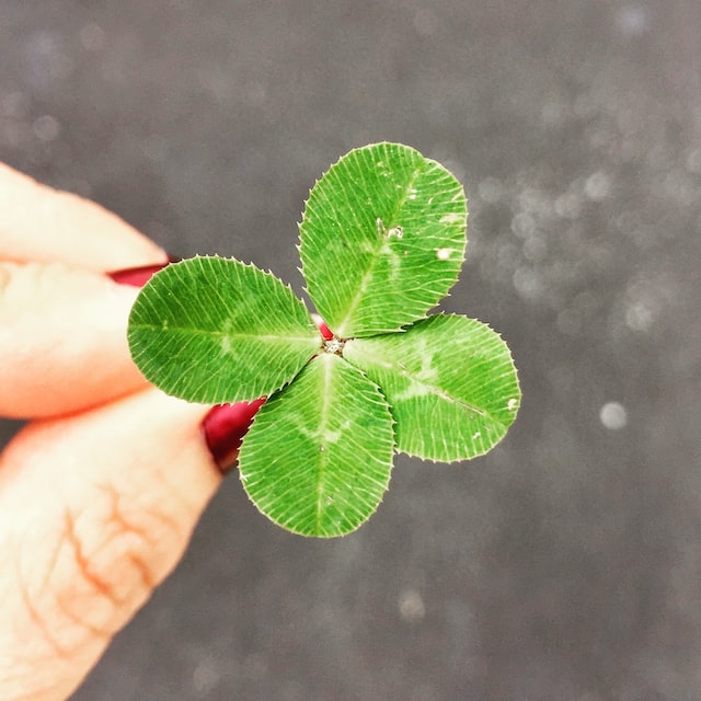 A four-leaf clover is a variation of the common three-leaf clover