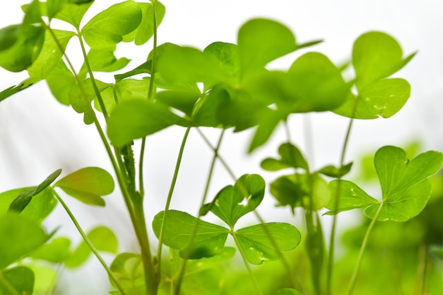 Clover essential oil should be used with caution,