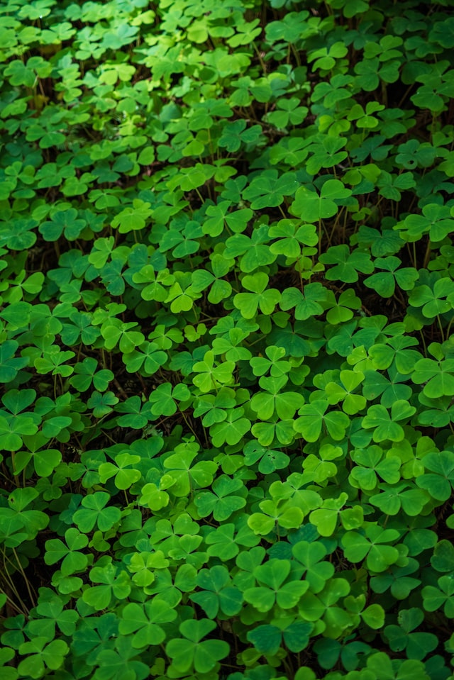 clover was often associated with the goddess of love and fertility