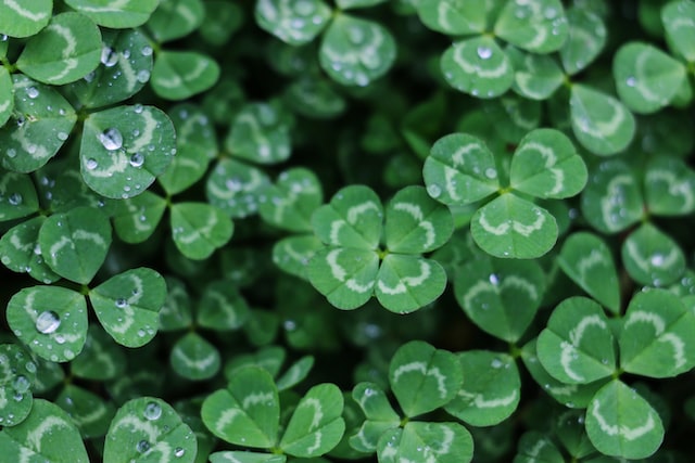 Clover is a popular ingredient in perfumery