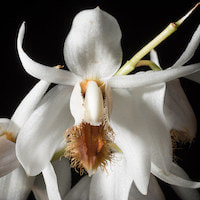 Coelogyne barbata Lindl. ex Griff. Therapeutic fragrant orchid 