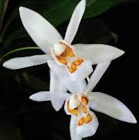 Therapeutic fragrant orchid Coelogyne corymbosa Lindl. syn Pleione corymbosa (Lindl) Kuntze