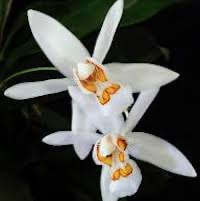 Coelogyne corymbosa Lindl. syn Pleione corymbosa (Lindl) Kuntze perfume ingredient at scentopia your orchids fragrance essential oils