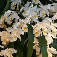 Coelogyne cristata Lindl. Coelogyne speciosissmum D. Don perfume ingredient at scentopia your orchids fragrance essential oils