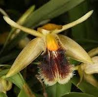 Coelogyne fimbriata Lindl. Therapeutic fragrant orchid 