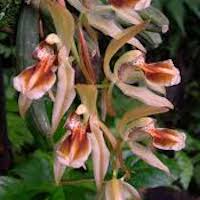 Coelogyne fuscescens Lindl. Therapeutic fragrant orchid 