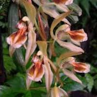 Coelogyne fuscescens Lindl perfume ingredient at scentopia your orchids fragrance essential oils