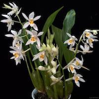 Coelogyne leucantha W.W. Sm. Therapeutic fragrant orchid 