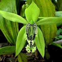 Coelogyne Mayeriana perfume ingredient at scentopia your orchids fragrance essential oils