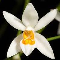 Therapeutic fragrant orchid Coelogyne nitida (Wall ex D. Don) Lindl. Syn. Coelogyne ochracea Lindl. 