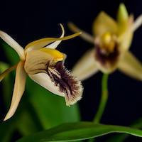 Coelogyne ovalis Lindl. Therapeutic fragrant orchid 