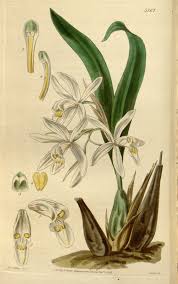 Coelogyne punctulata Lindl. Therapeutic fragrant orchid 