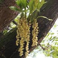 Coelogyne Rochussenii  perfume ingredient at scentopia your orchids fragrance essential oils