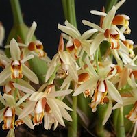 Coelogyne trinervis Lindl. Therapeutic fragrant orchid 