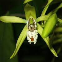 Coelogyne Zurowetzii  perfume ingredient at scentopia your orchids fragrance essential oils