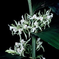 Therapeutic fragrant orchid Corymborkis veratrifolia (Reinw.) Blume