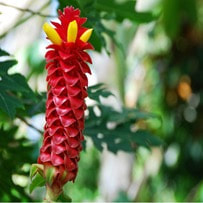 Costus flower oil of this plant has a warm and soft odour 