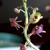 Therapeutic fragrant orchid Crepidium acuminatum (D. Don.) Szlach. Syn. Malaxis acuminata D. Don., Microstylis wallichii Lindl.