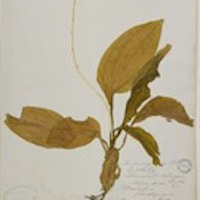 Therapeutic fragrant orchid Crepidium resupinatum (G. Forst.) Szlach. Syn. Seidenﬁa rheedii (Sw.) Szlach. (see Liparis rheedii Sw.); Seidenﬁa versicolor Marg. & Szlach.