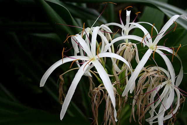 Crinum lily essential oil is made by few small-scale, artisanal distillers