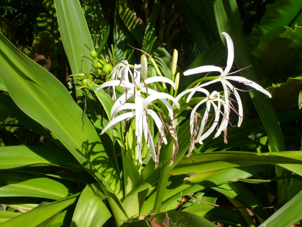 Crinum lily is not considered toxic or harmful to humans or animals 