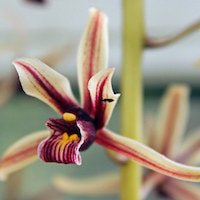 Therapeutic fragrant orchid Cymbidium aloifolium (L.) Sw. Syn. Cymbidium pendulum (Roxb) Sw.