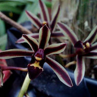 Cymbidium bicolor Lindl. Therapeutic fragrant orchid 