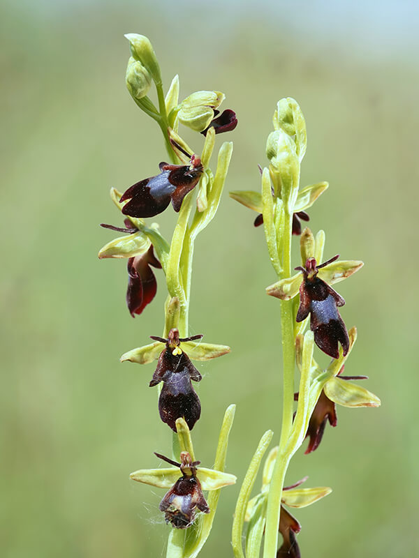 Cymbidium bicolor Lindl. perfume ingredient at scentopia your orchids fragrance essential oils