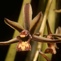 Cymbidium Bicolor Pubescens - perfume ingredient at scentopia your orchids fragrance essential oils