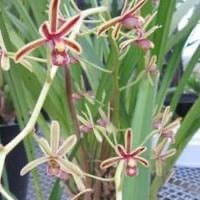 Cymbidium crassifolium Herb. Syn. Cymbidium mannii Rchb. perfume ingredient at scentopia your orchids fragrance essential oils