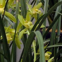 Cymbidium faberi Rolfe Therapeutic fragrant orchid 